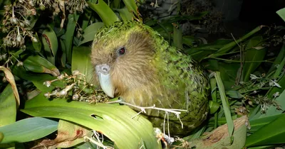 large_planet - Попугай Какапо #Kakapo - редчайшая птица,... | Facebook
