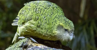 В Новой Зеландии пытаются уберечь от исчезновения самого толстого в мире  попугая (видео) | УНИАН