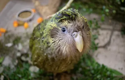 Какапо — единственный в мире нелетающий попугай | ВКонтакте