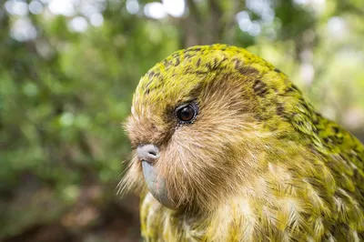 В Новой Зеландии птицей года признали толстого нелетающего попугая какапо