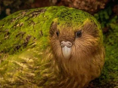 Очаровательный попугай какапо (11 фото) » Невседома