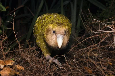 Птицей года Новой Зеландии стал пухлый нелетающий попугай какапо —  16.11.2020 — В мире на РЕН ТВ