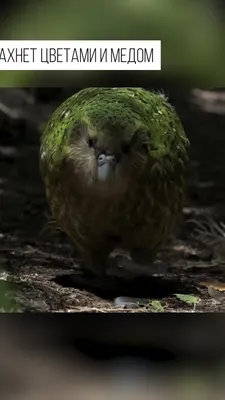 Огромный зелёный попугай с лицом совы. В мире их осталось менее 250 - ET |  Articles
