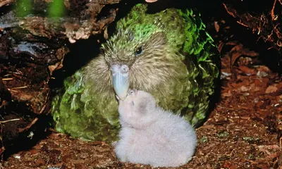 СМИ: ученые пытаются найти причину болезни редких попугаев какапо - ТАСС