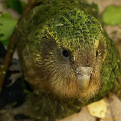 Спасают себя от вымирания: самые толстые в мире попугаи провели рекордный  сезон размножения