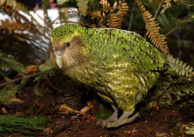 В Новой Зеландии птицей года стал попугай, не умеющий летать. От хищников  он защищается, притворившись кустом