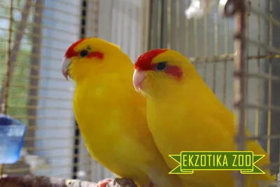 Попугай какарик — фото, описание и содержание в домашних условиях -  Parrotologia.com