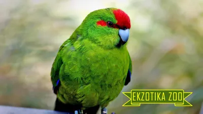 Новозеландский какарик | zoo-ekzo.com- Экзотические животные