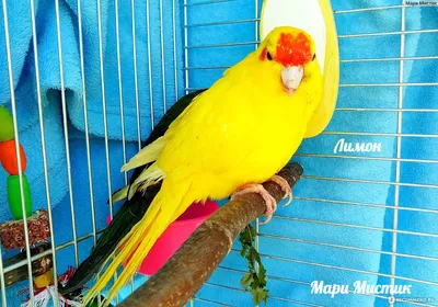Попугаи (Какарики) - доминантный пестрый. (ID#562705276), цена: 1000 ₴,  купить на Prom.ua