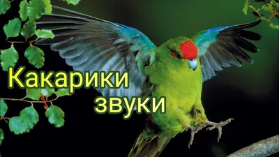 Какарики и Кореллы - Общие вопросы о какарики - Форумы Mybirds.ru - все о  птицах