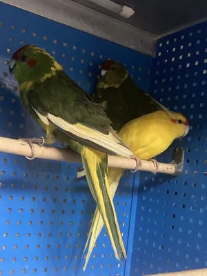 Желтый попугай, какарик, среднего …» — создано в Шедевруме