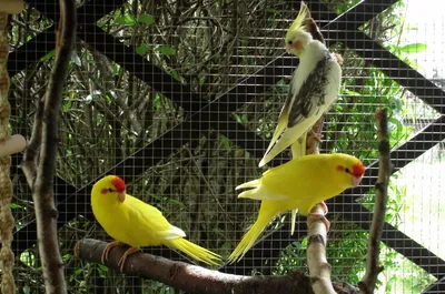 Какарик — Другие птицы Объявления в Украине на BON.ua