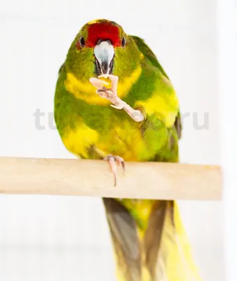 Возможно самый шебутной и веселый попугай. 🦜Какарик! 🔹Цена - 160 рублей В  легендарной Природе есть все для… | Instagram