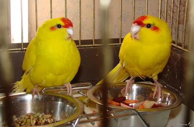 Разноцветные какарики, попугай какарик - желтый, зеленый, оливковый: 990  грн. - Птицы Киев на Olx