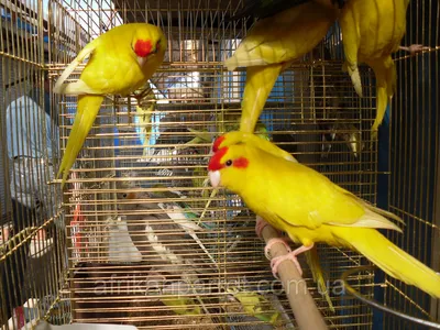 Какарик: развернутое описание попугая с фото и видео | Pet7