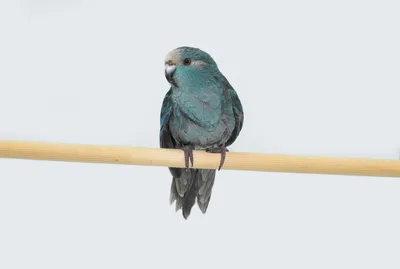 Попугай какарик: описание, виды, содержание и уход, цены, фото