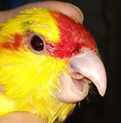 Продаётся попугай какарик 7 месяцев в Владивостоке