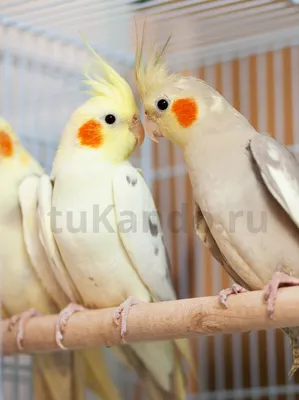 Купить Попугаи Корелла или Нимфа в Киеве от Afrikan Parrot - 4411822