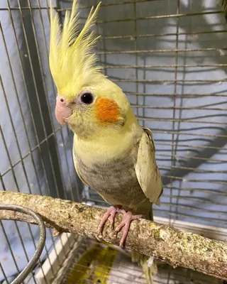 Любопытный попугай с хохолком – Корелла