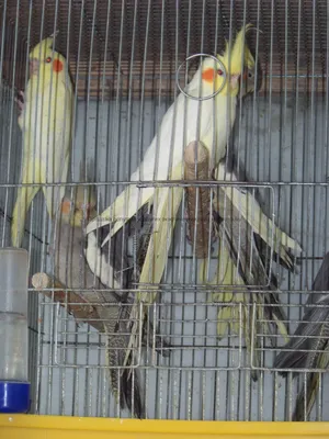 Попугаи Кореллы готовые взрослые пары!: 1800 KGS ᐈ Птицы | Бишкек |  94808853 ➤ lalafo.kg