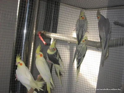 Питомник попугаев I like my birds | Facebook