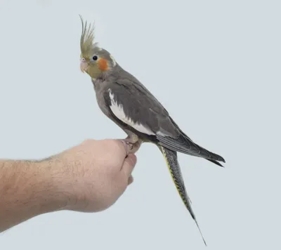 Попугай корелла — фото, описание, особенности ухода | Блог на VetSpravka.ru