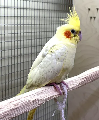Купить попугая кореллу в Москве недорого, цена в зоомагазине Джунгли
