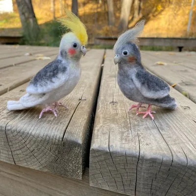 Тренировки-полеты пары моих попугаев корелл. | Пикабу