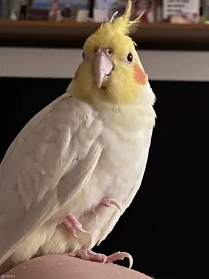 Попугай Корелла безщекая белая купить в интернет-магазине AQUA-SHOP