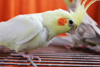 Попугай Корелла: описание, сколько живут, содержание и уход