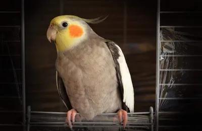 Попугай корелла, желтого и серого …» — создано в Шедевруме