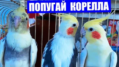 Попугай корелла – уход и содержание в домашних условиях - YouTube