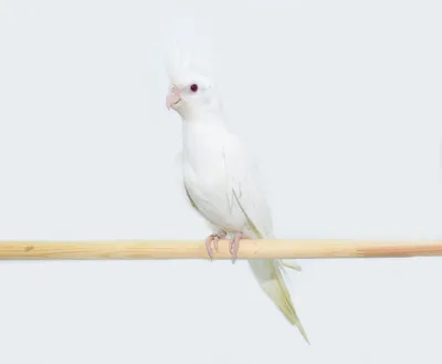 Попугай корелла — фото, описание, особенности ухода | Блог на VetSpravka.ru