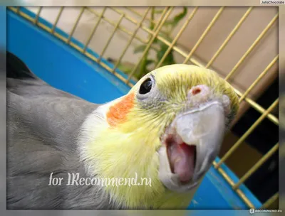 Попугай Корелла - цены в Пскове, купить попугая Корелла