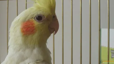 Попугай Корелла: интеллектуал из Австралии | Птичий рынок | Дзен