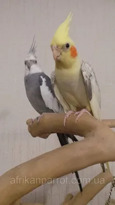 Попугай корелла
