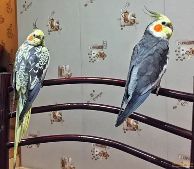 Как определить пол попугая кореллы. | Отличие самки от самца