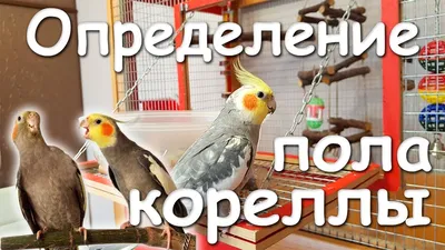 Ответы Mail.ru: Корелла попугай, самка или самец?