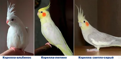 Попугай корелла 🦜 Все, что нужно знать владельцу | Pet7