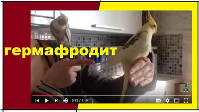 Все о попугае корелла