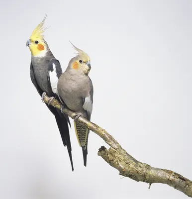 Питомник корелл Хамзиной Джамили | Попугай корелла, ручные птенцы выкормыши  самцы | Facebook