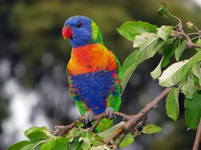 Лориевый попугай: описание, виды, содержание и уход, фото