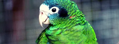Лорикеты Разноцветные попугаи Лори: 250 $ - Птицы Одесса на Olx
