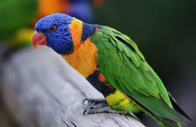 Здесь изображен попугай лори сияющий…» — создано в Шедевруме