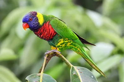 Красочный попугай Лори на окуне Стоковое Изображение - изображение  насчитывающей красивейшее, природа: 34678671