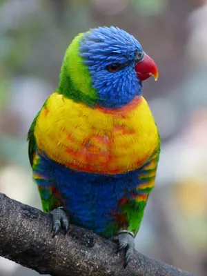 Попугай Лори Разноцветные - Бесплатное фото на Pixabay - Pixabay