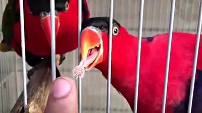 Пазл «Небольшой попугай лори» из 140 элементов | Собрать онлайн пазл №243001