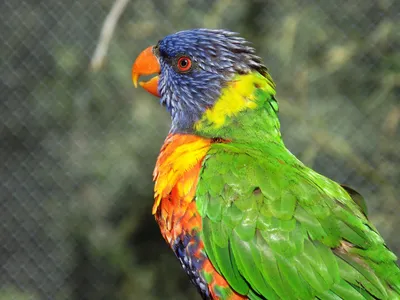 Как попугай Лори стал разноцветным — слушать аудиосказку Михаил Пляцковский  бесплатно онлайн