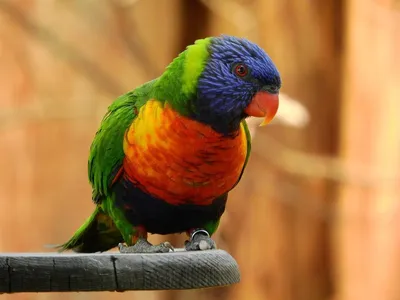 Как попугай Лори стал разноцветным. Слушайте аудиосказку для малышей про  разноцветных попугаев