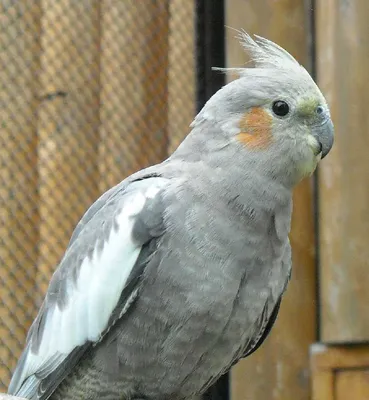 Попугай Зеленоxвостый широкоxвостый лори купить в интернет-магазине  AQUA-SHOP